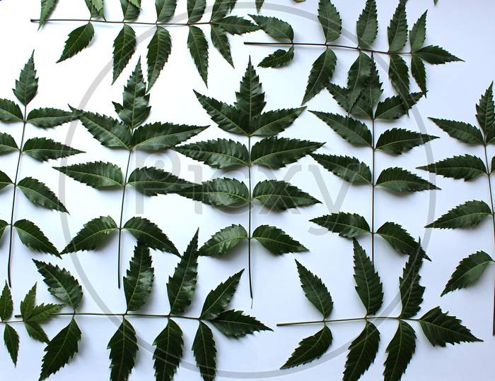Azadirachta Indica Indian Neem Tree Leaves Composition