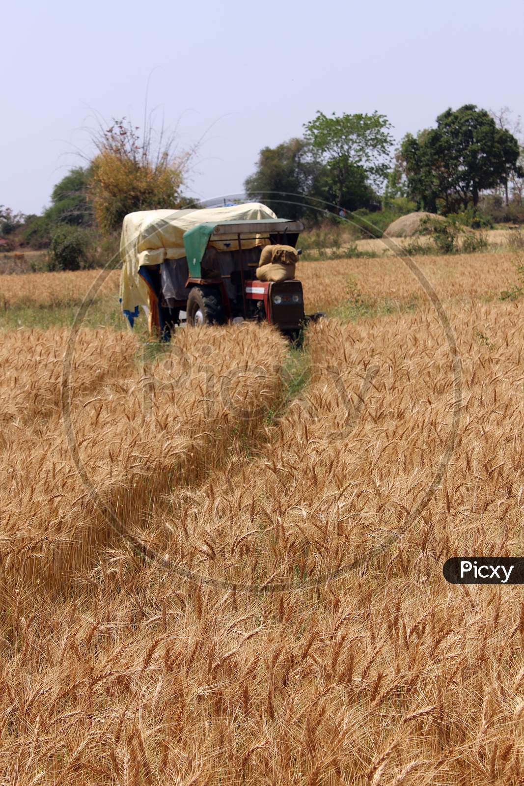 Wheat Crop Field ready to harvest, Maharashtra, India.
