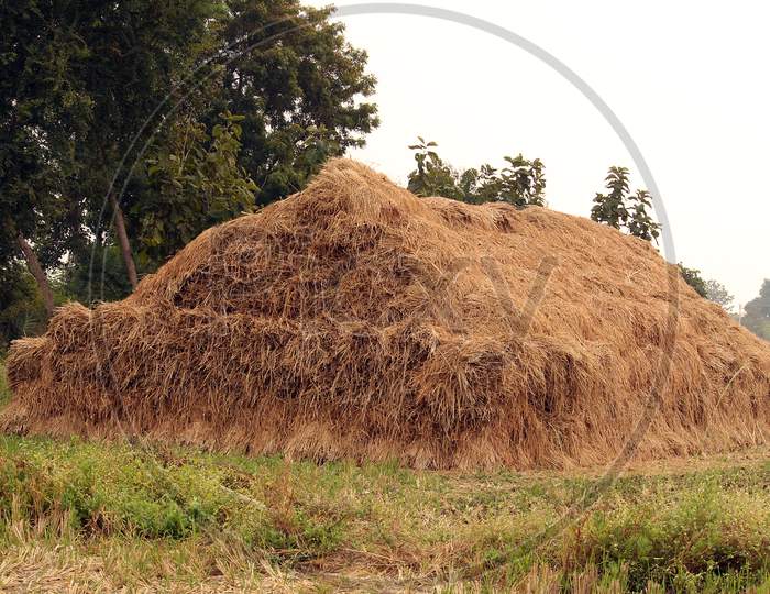 Rice hay golden straw hip ready to rip a harvest