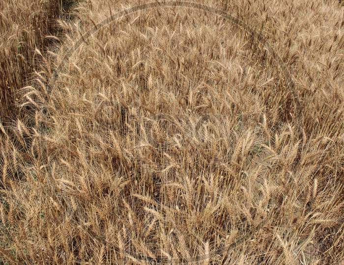 Wheat Crop Field ready to harvest, Maharashtra, India.