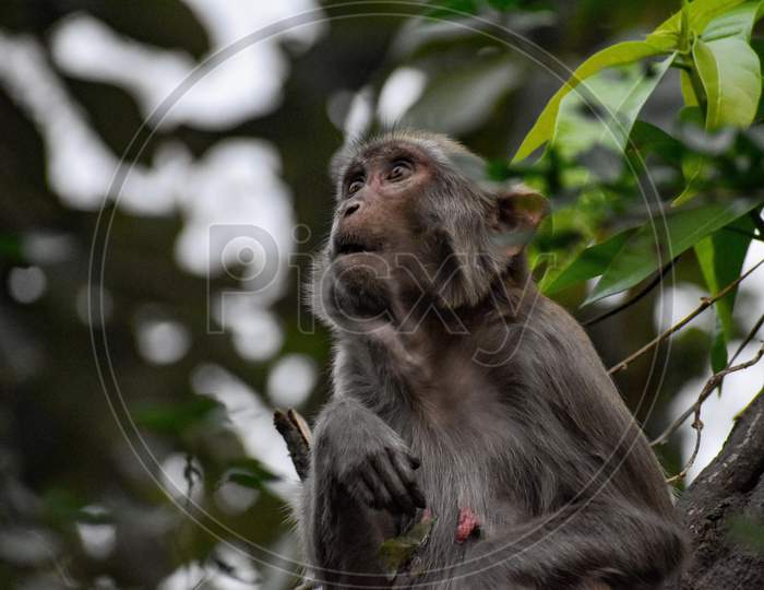 Surprised macaque