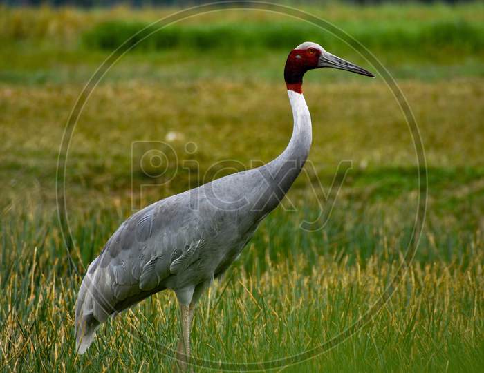 A breathtaking portrait of sarus crane