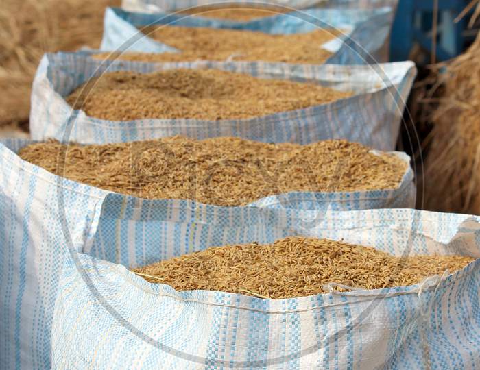 Rice harvest final output packed in  sacks, ready to sale