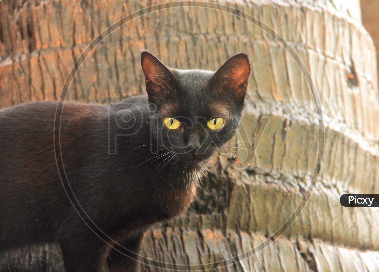 Black cat..starry cat