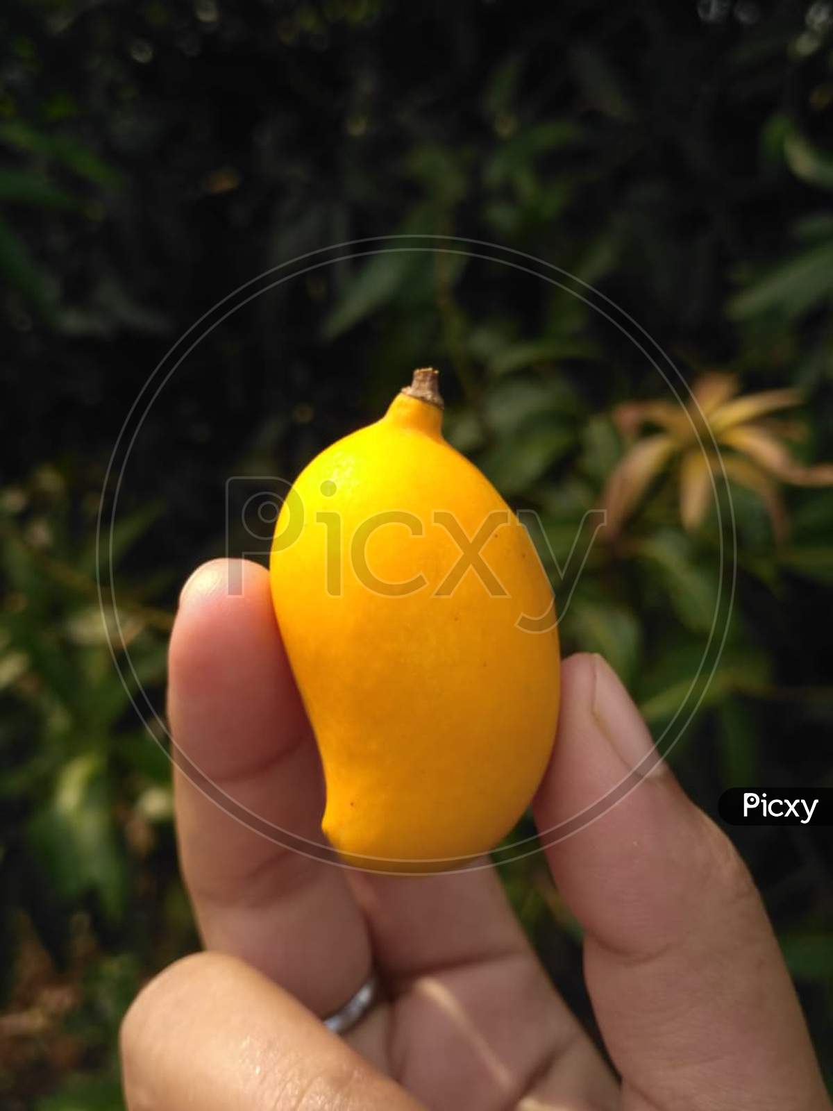Mango,  Little mango