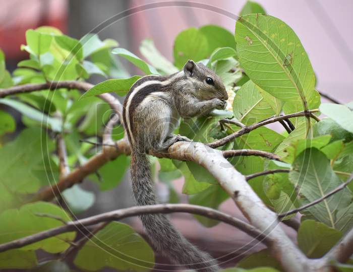 Cute Indian palm squirrel eating Guava fruit