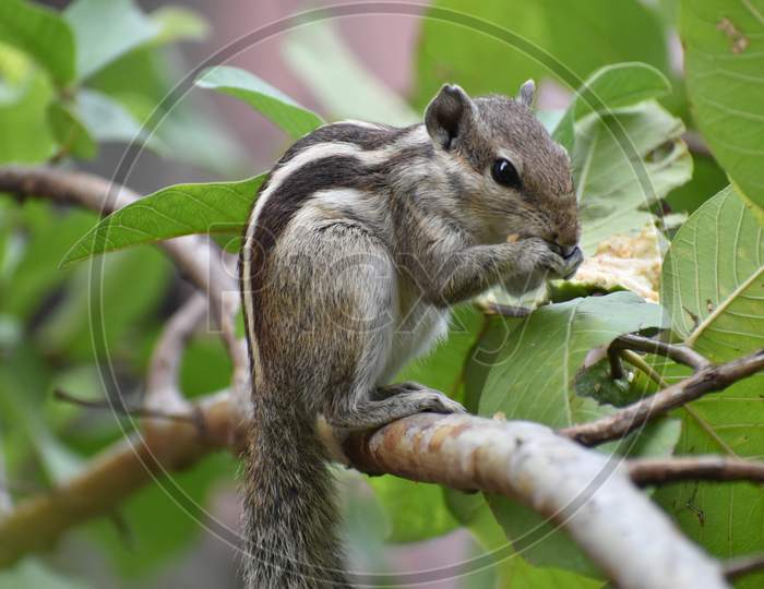 Cute Indian palm squirrel eating Guava fruit
