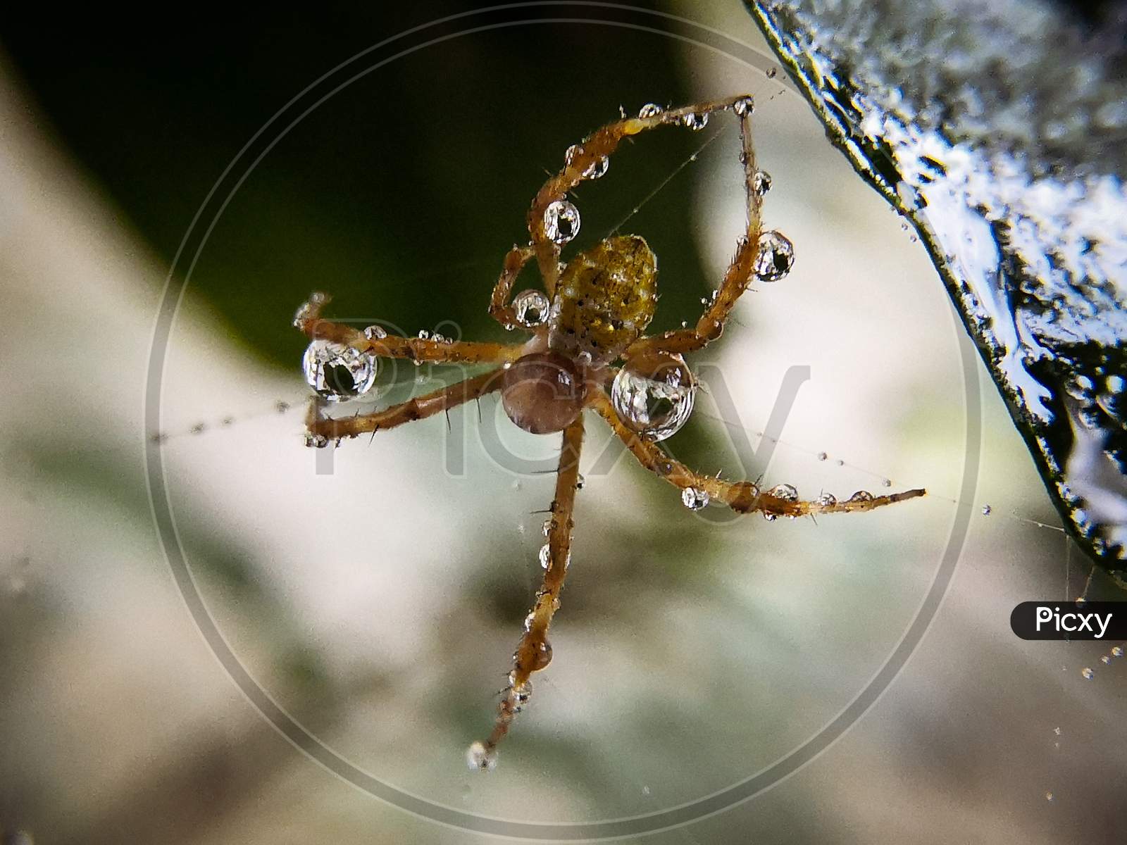 A spider after getting shower in rain....