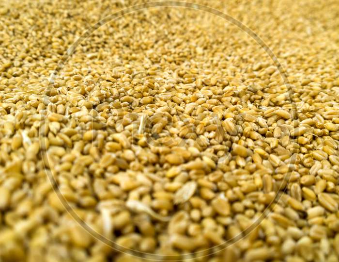 Heap Of Wheat Grain