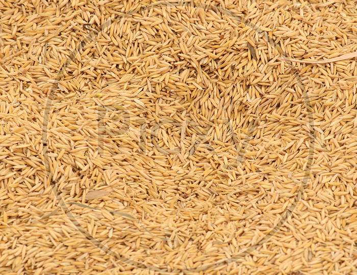 Rice harvest final output ready to sale