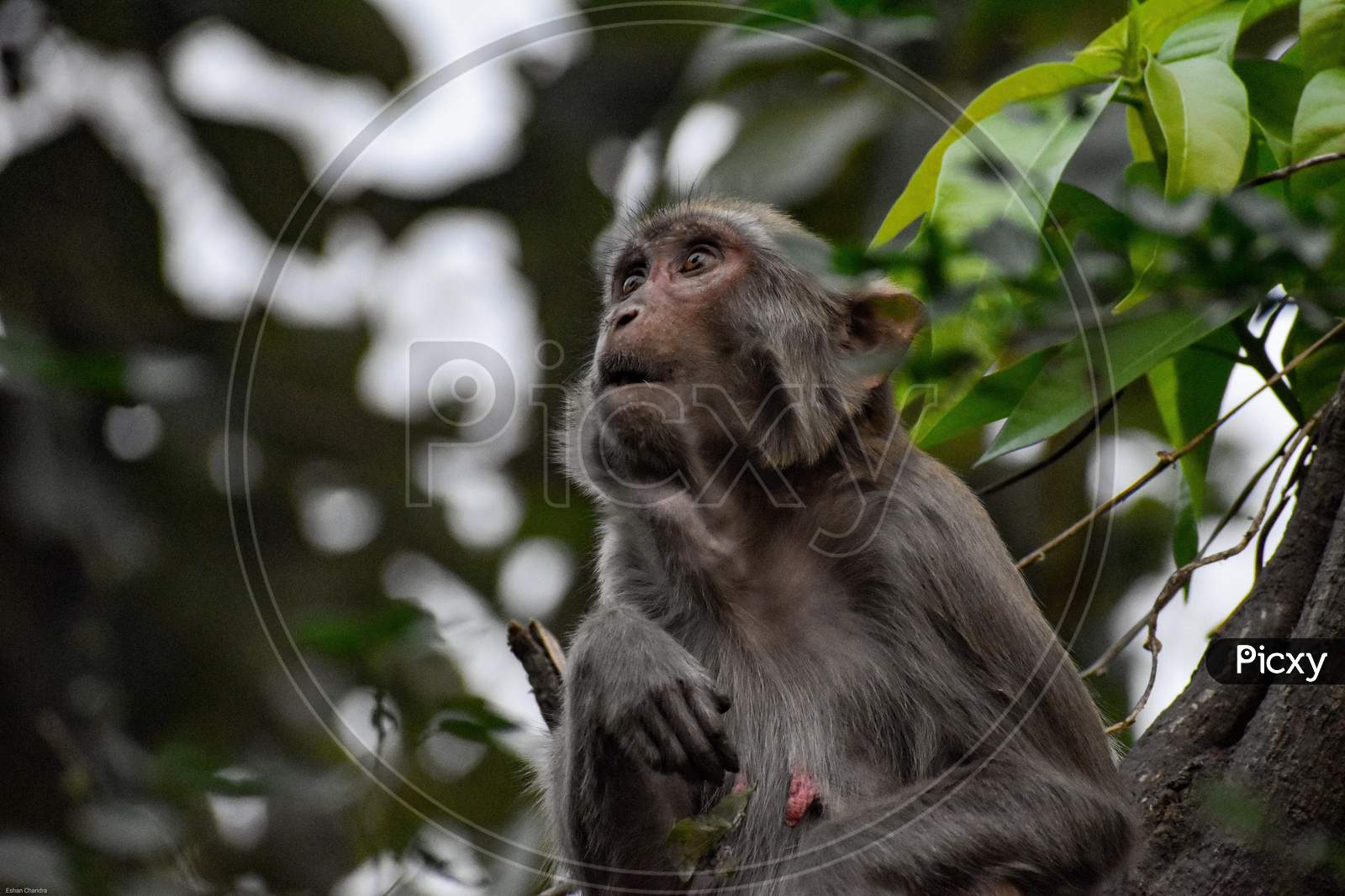Surprised macaque