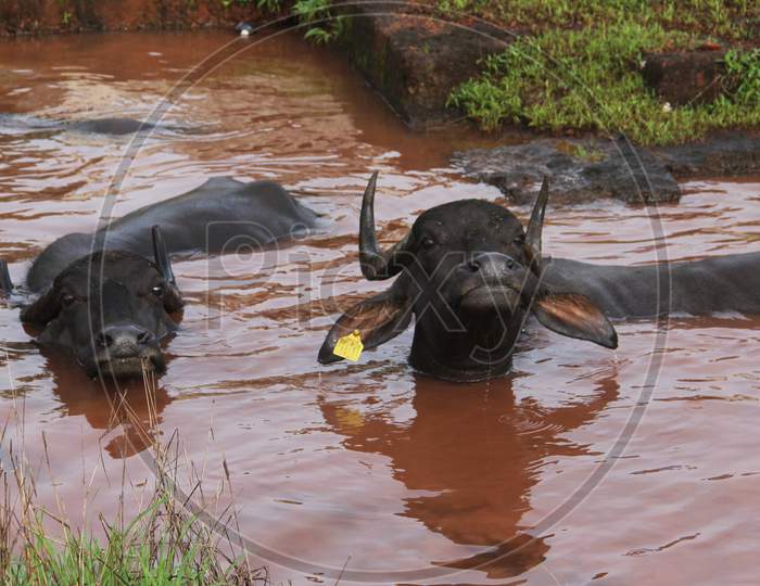 Buffaloes .. taking bath