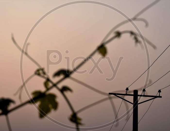 vine and wires