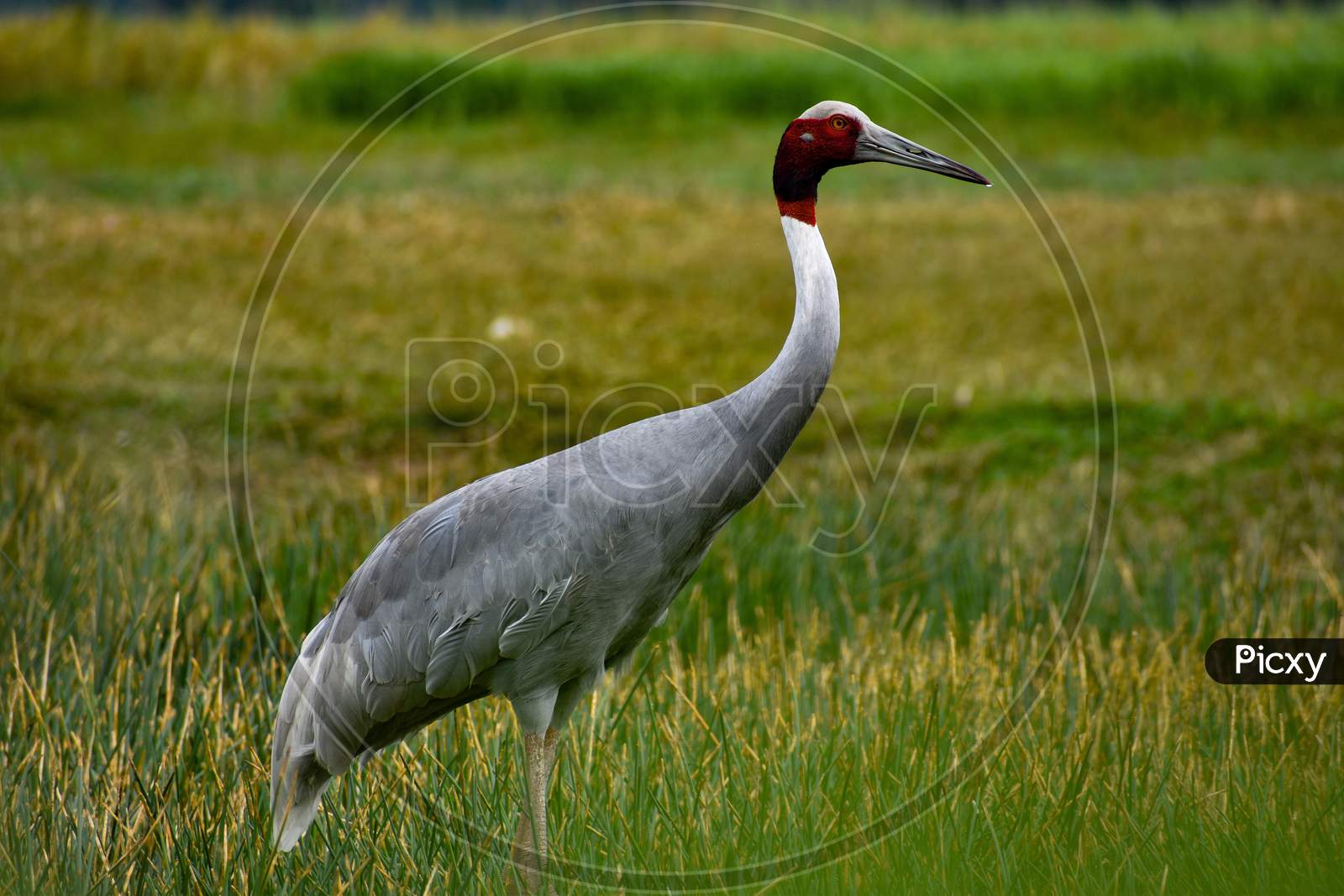 A breathtaking portrait of sarus crane