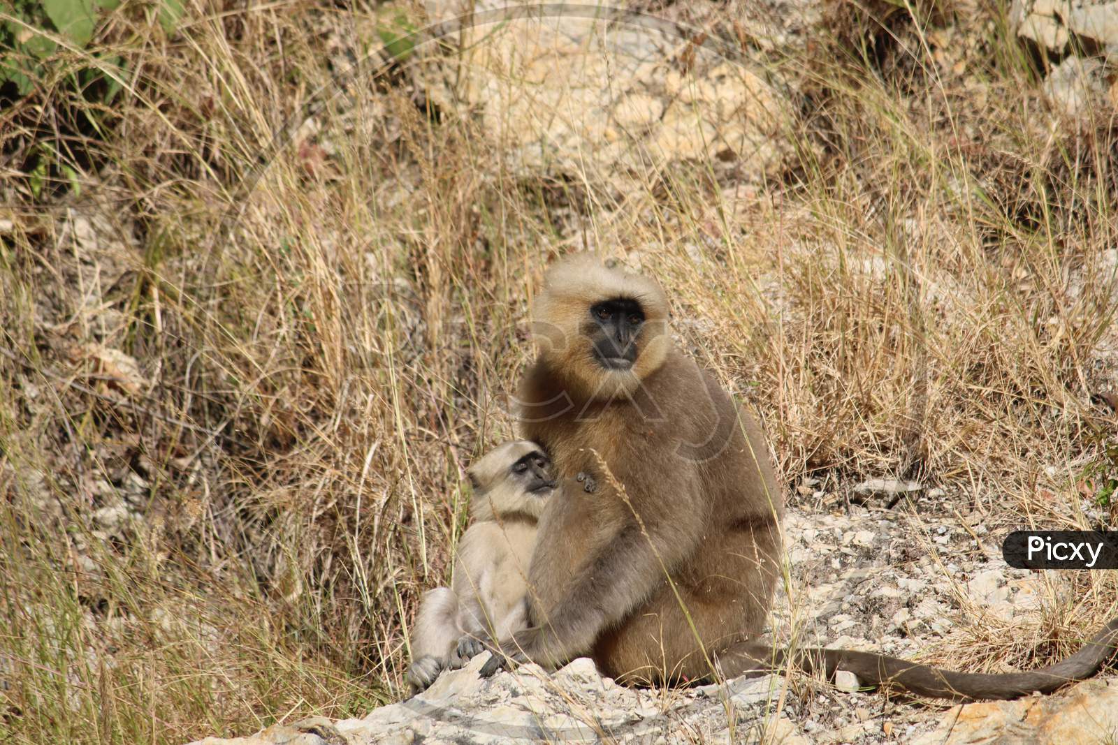 Baboon taking care of her baby