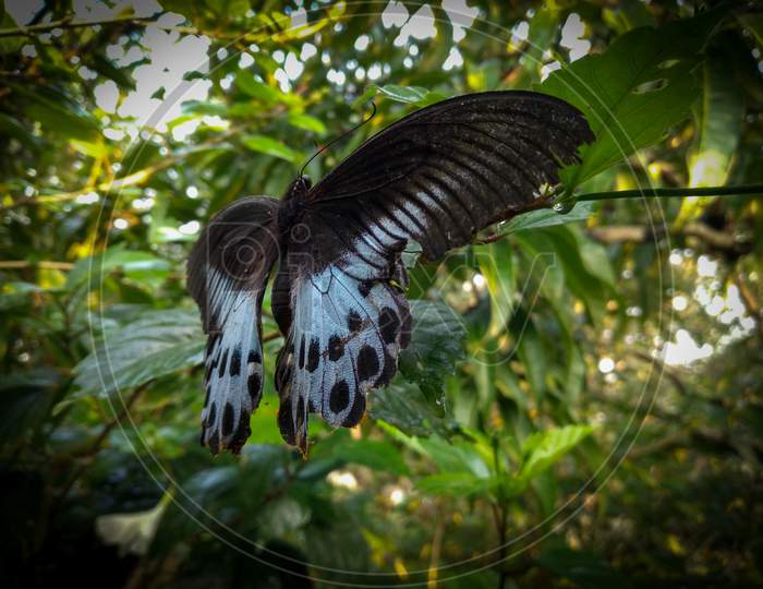 Butterfly Papilio polimnestor