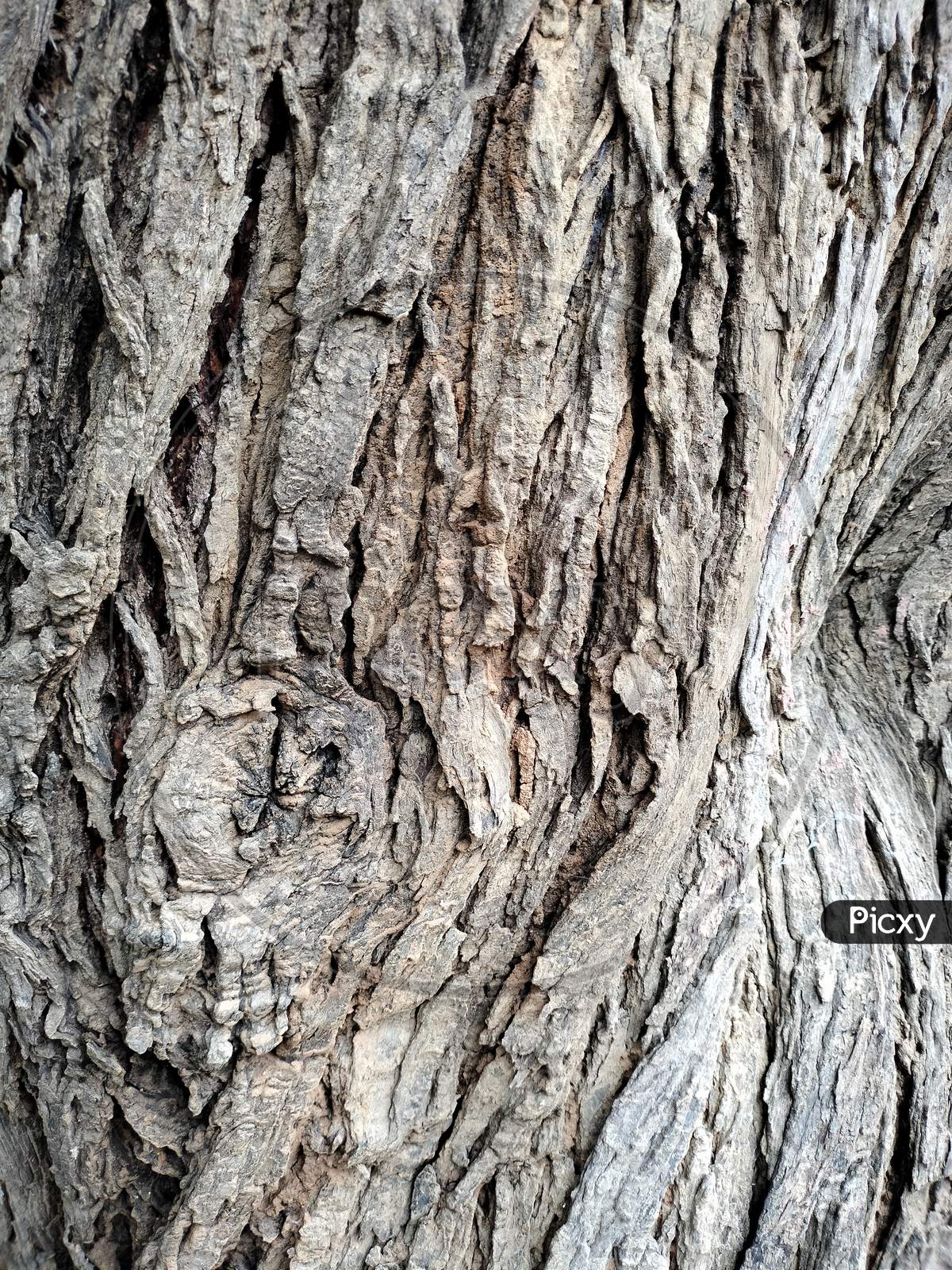 close up photograph of eged a tree trunk