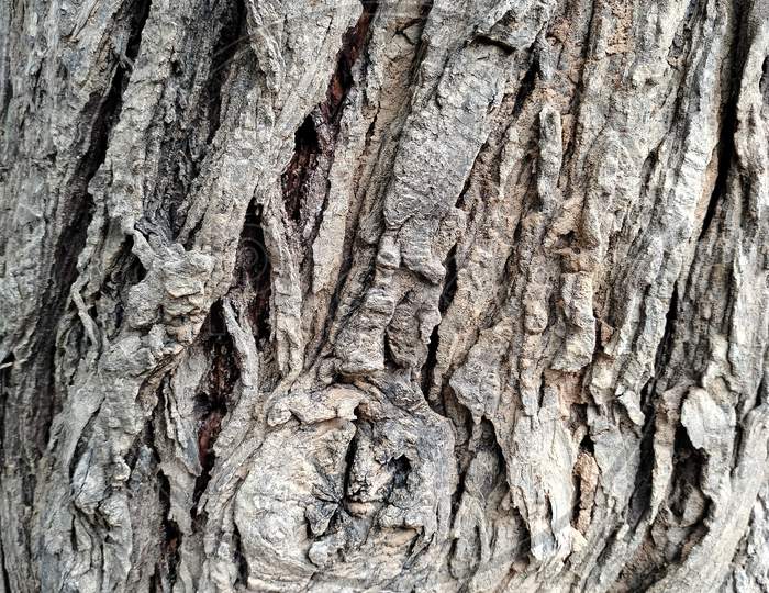 close up photograph of eged a tree trunk