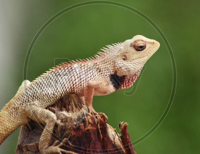 Indian Garden Lizard at Tree branch