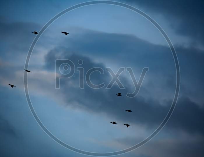 Flock of birds in the sky.