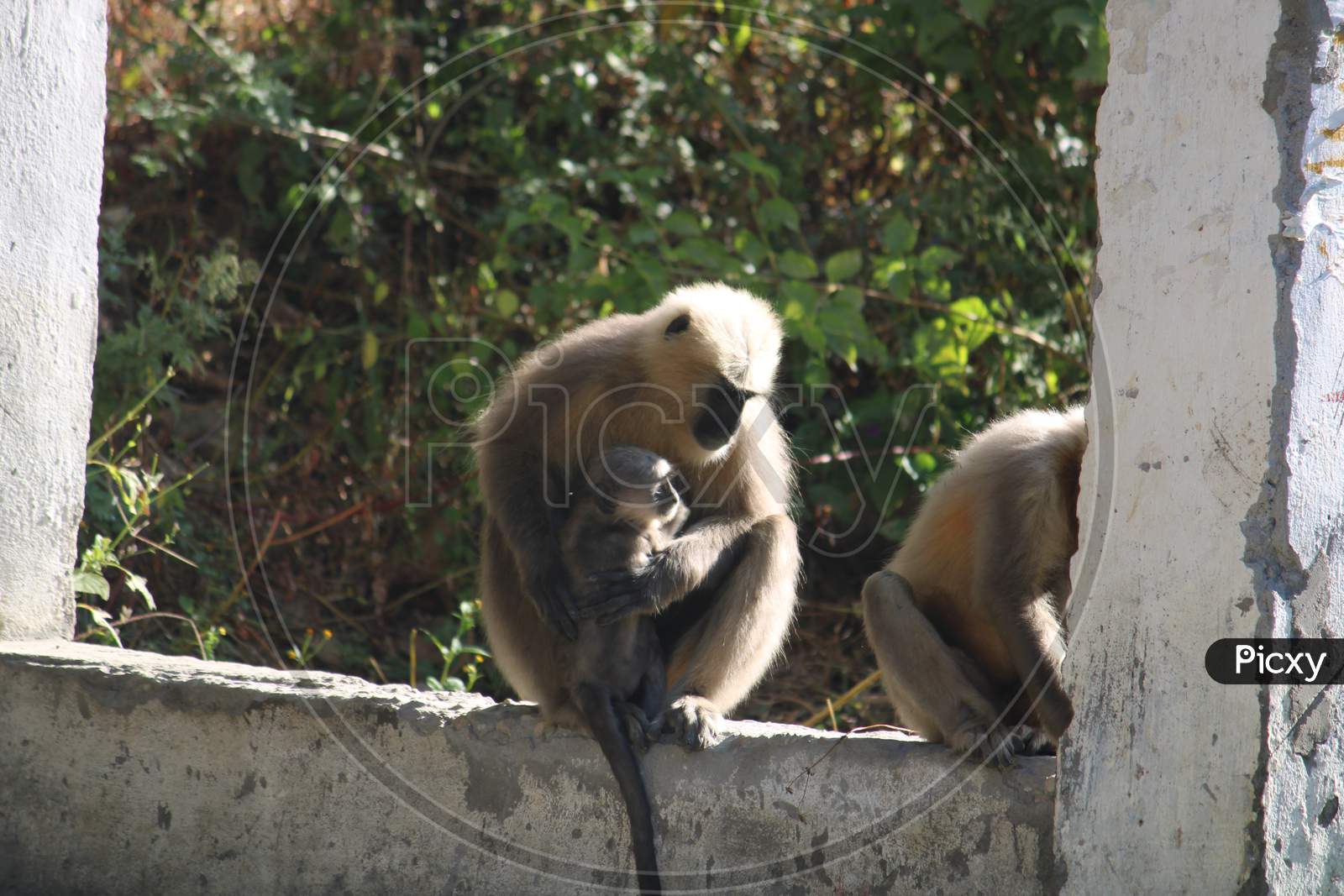 Baboon taking care of her baby