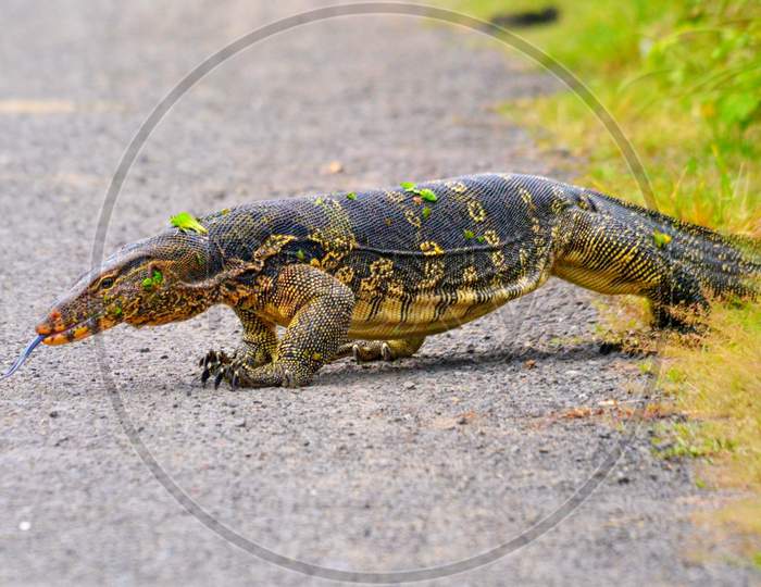 Water monitor lizard crossing road