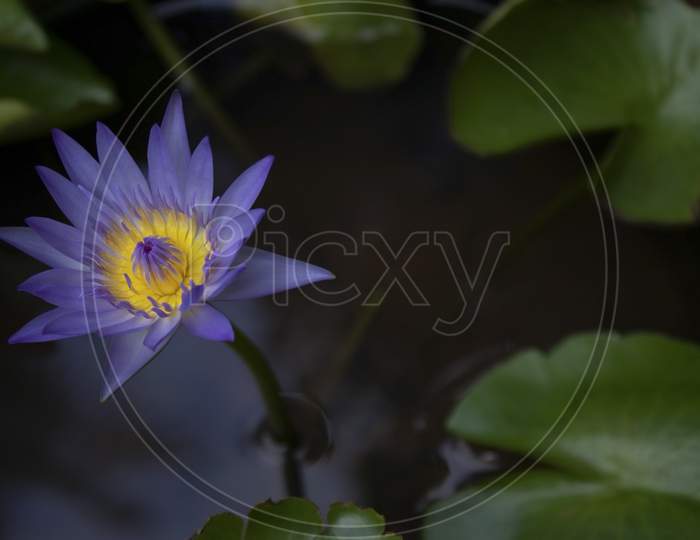 Bloomed Water Lilly