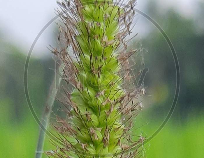 Yellow Bristle-Grass photo
