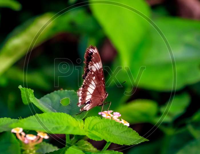 Butterfly on the leaf
