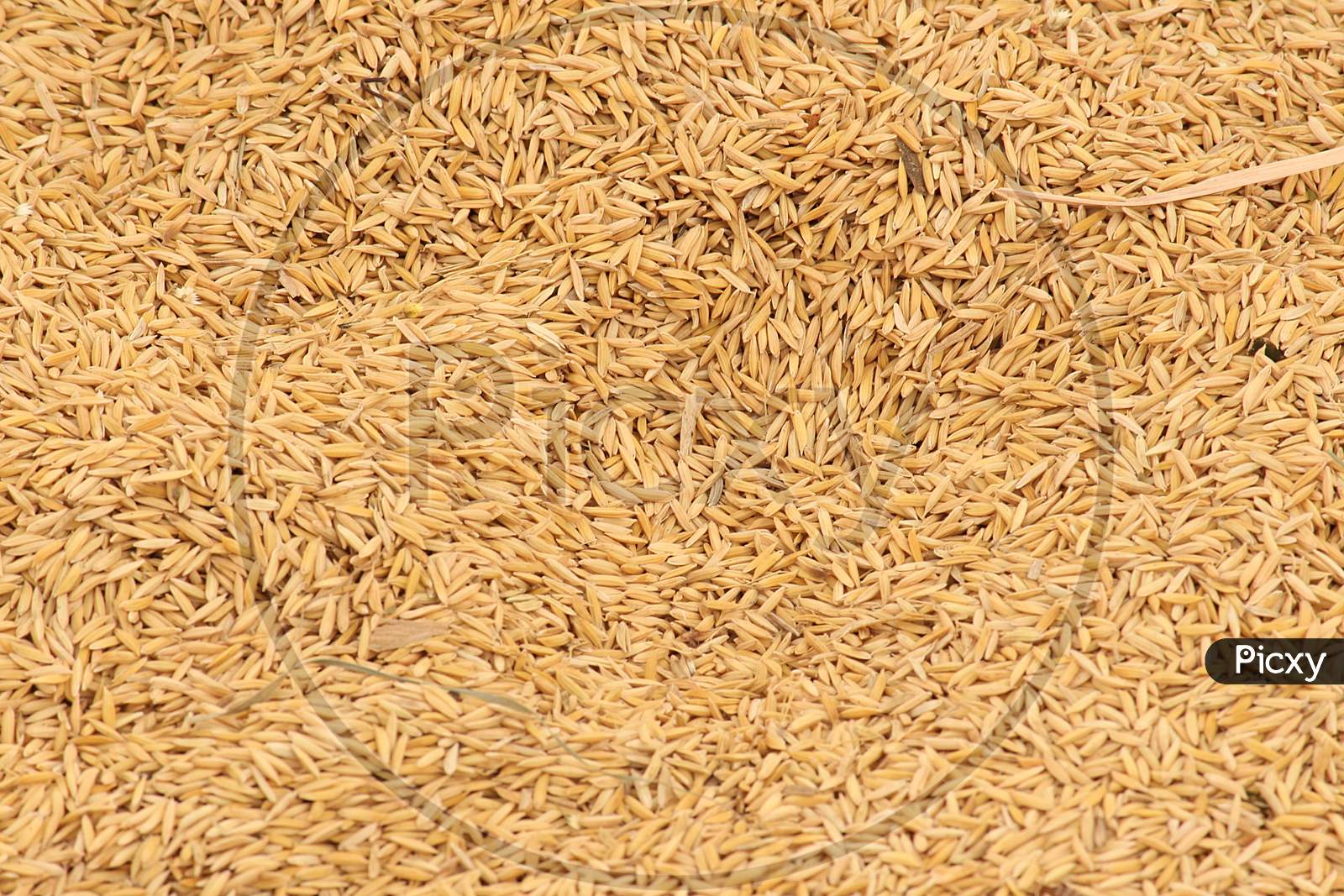 Rice harvest final output ready to sale