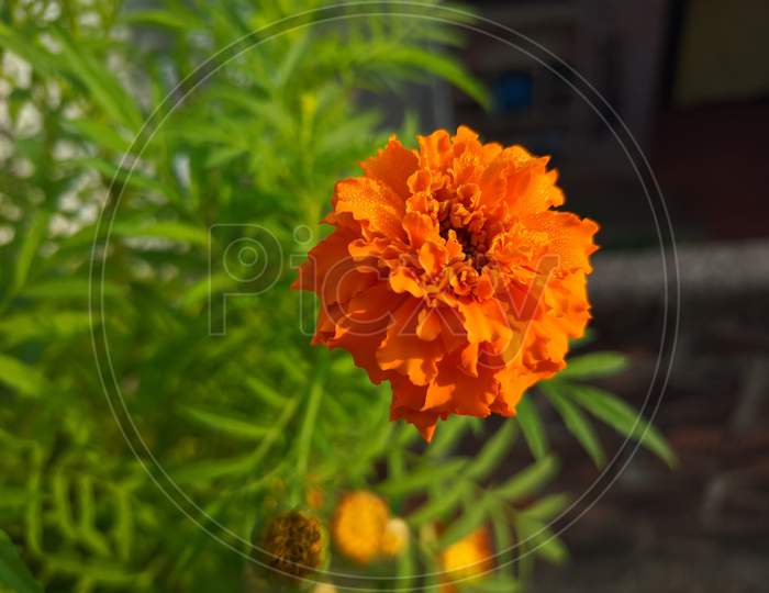 Yellow marigold flower hd image with water drops
