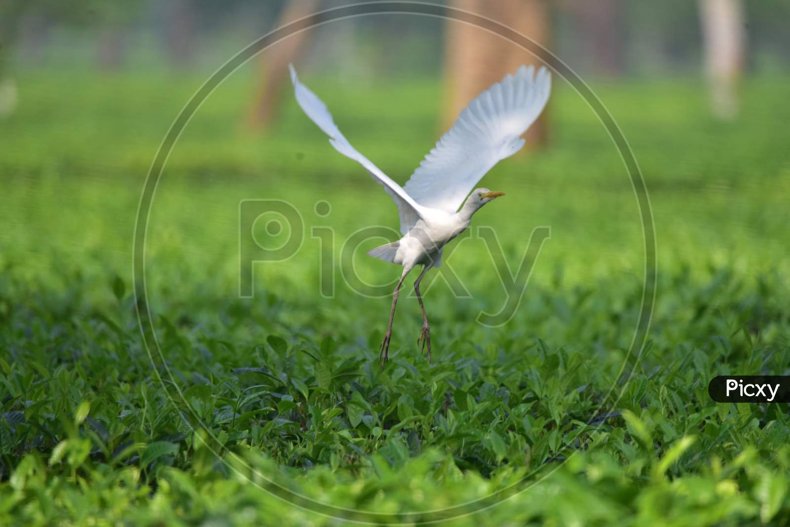 An egret takes  flight at a tea garden  in  in Nagaon district, in the northeastern state of Assam on Nov 22,2020
