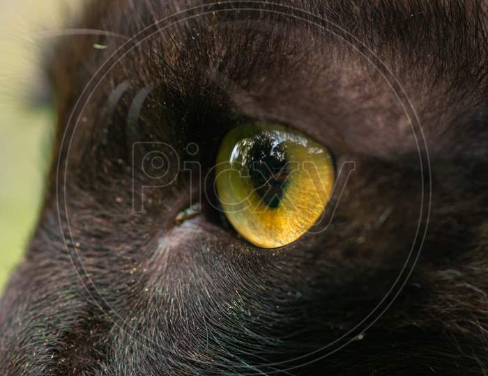 Dark Brown Ferocious Looking Yellow Eyes Close Up Macro Photograph, Detailed Pupils Of A Cat'S Eye Side View, Sharp Focus On The Target.