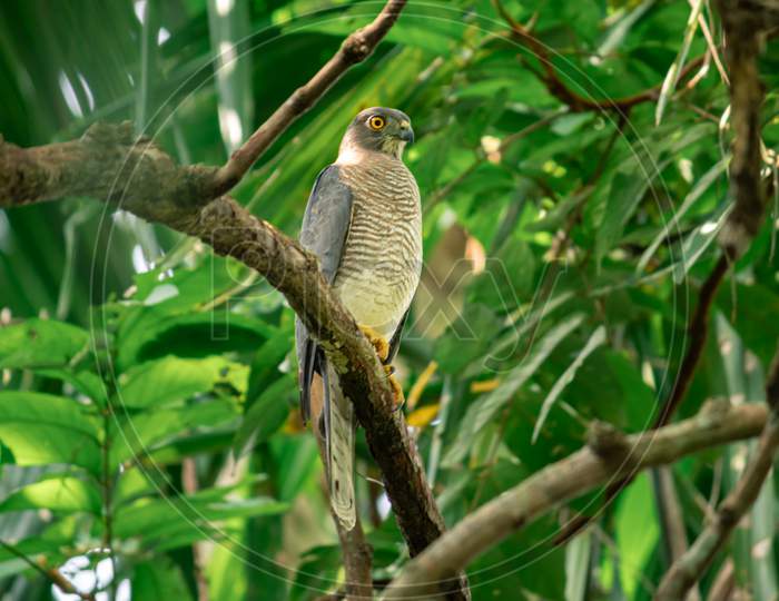 The Shikra Is A Small Predatorial Bird, Perched And Resting Under The Shade Of The Forest.