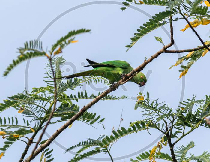 Common Green Parakeet In Sri Lanka Eating While Perched On A Tree Branch