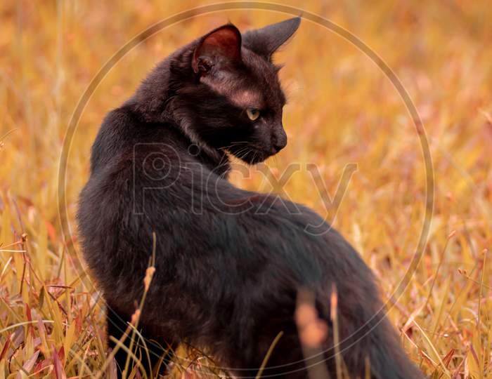 Having A Look Behind, Eyes Locked Up Sharp Focus, Furious And Angry Starring Serious Face, Beast Mode On, Hunting And Stalking Prey, Majestic Cat Posing In The Field.