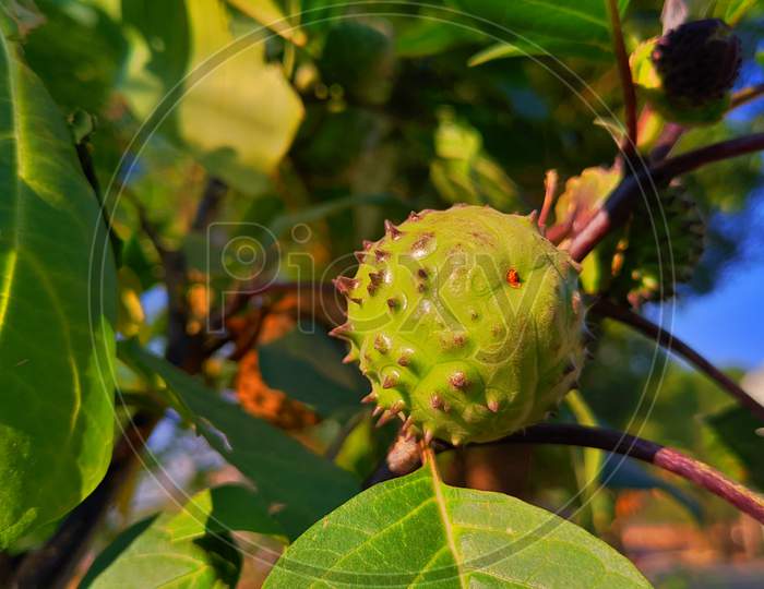 Datura Innoxia Green Fruit. It Also Known As Datura Wrightii Or Sacred Datura. Hindu Datura Metel In The Period Of Fruiting