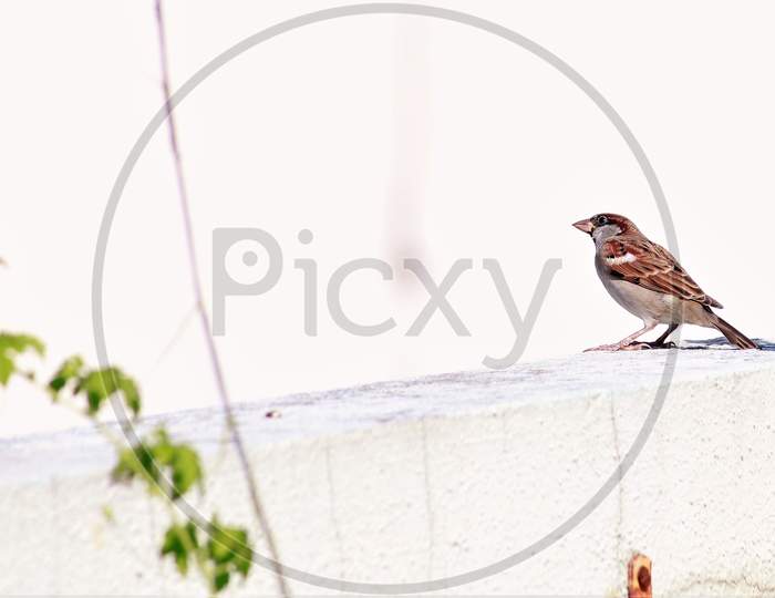 Indian Sparrow. Close view of Sparrow sitting on wall