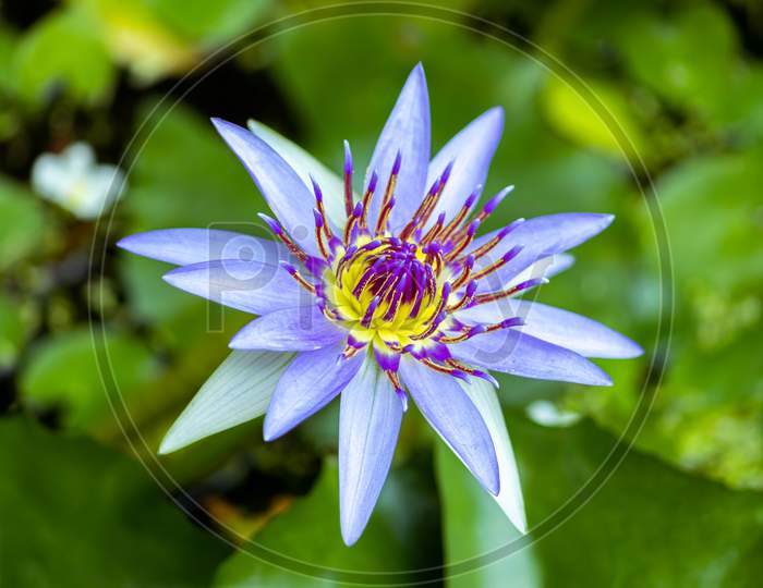 Blue Lotus Flower Rises Above The Water Level And Blooms In The Morning, Garden Pond.