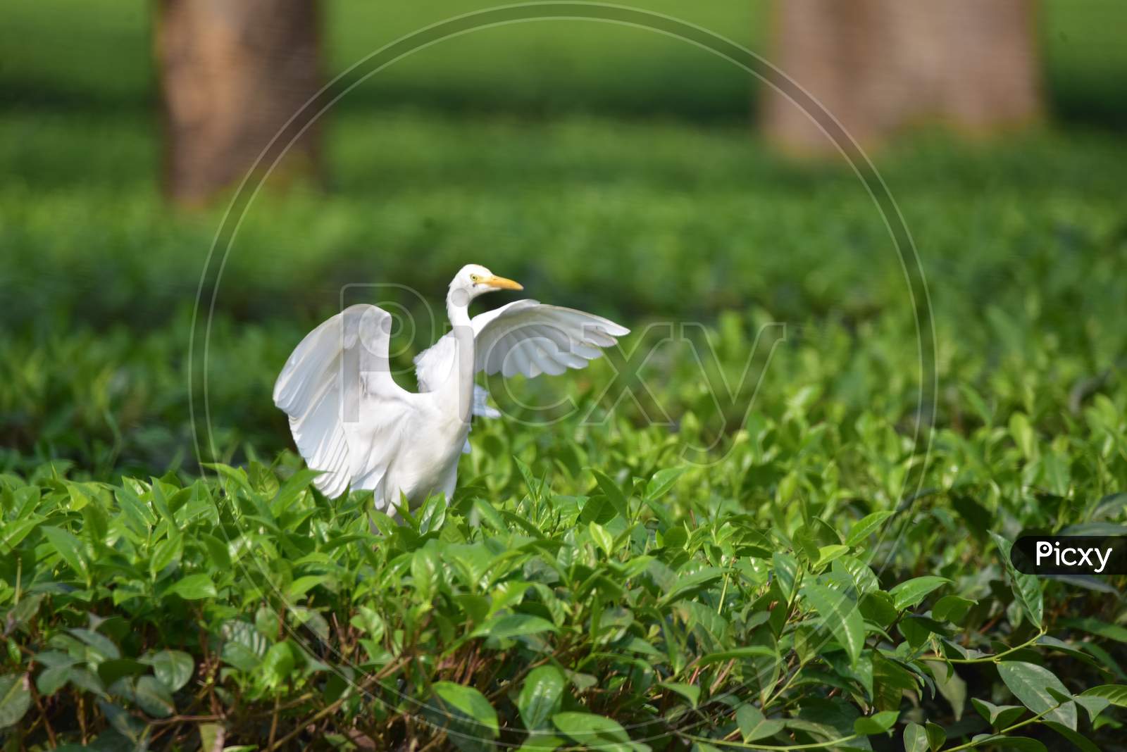 An  egrets rests on  tea leaves at a tea garden  in  in Nagaon district, in the northeastern state of Assam on NOV 22,2020
