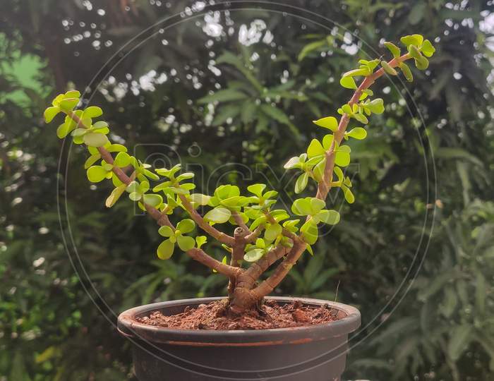 jade plant in home in day light showing its leaves and small branches