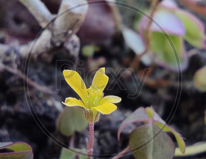 A tiny yellow flower