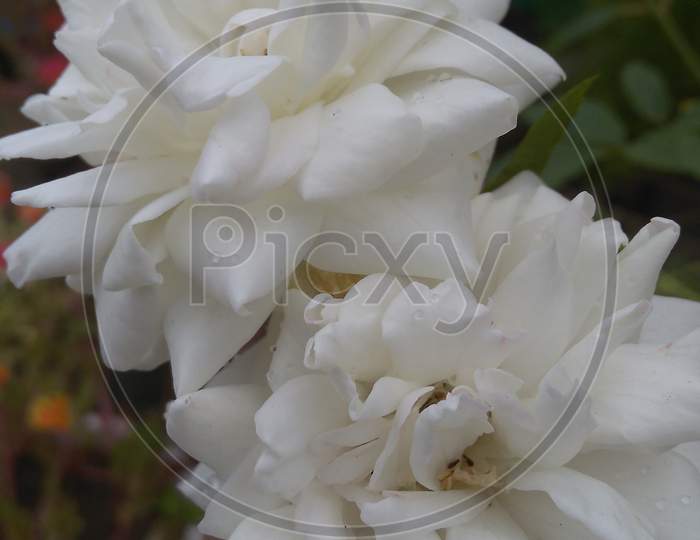 The 4k HD White Rose Image