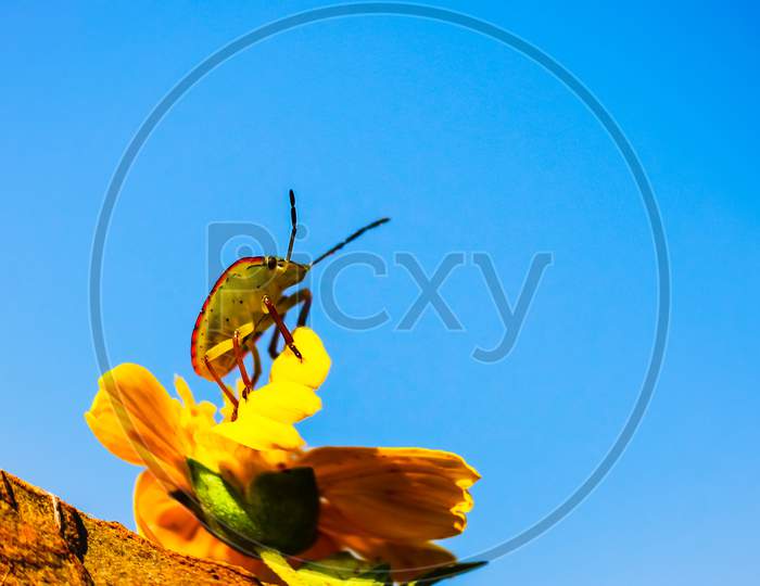 Insect on sunflower.