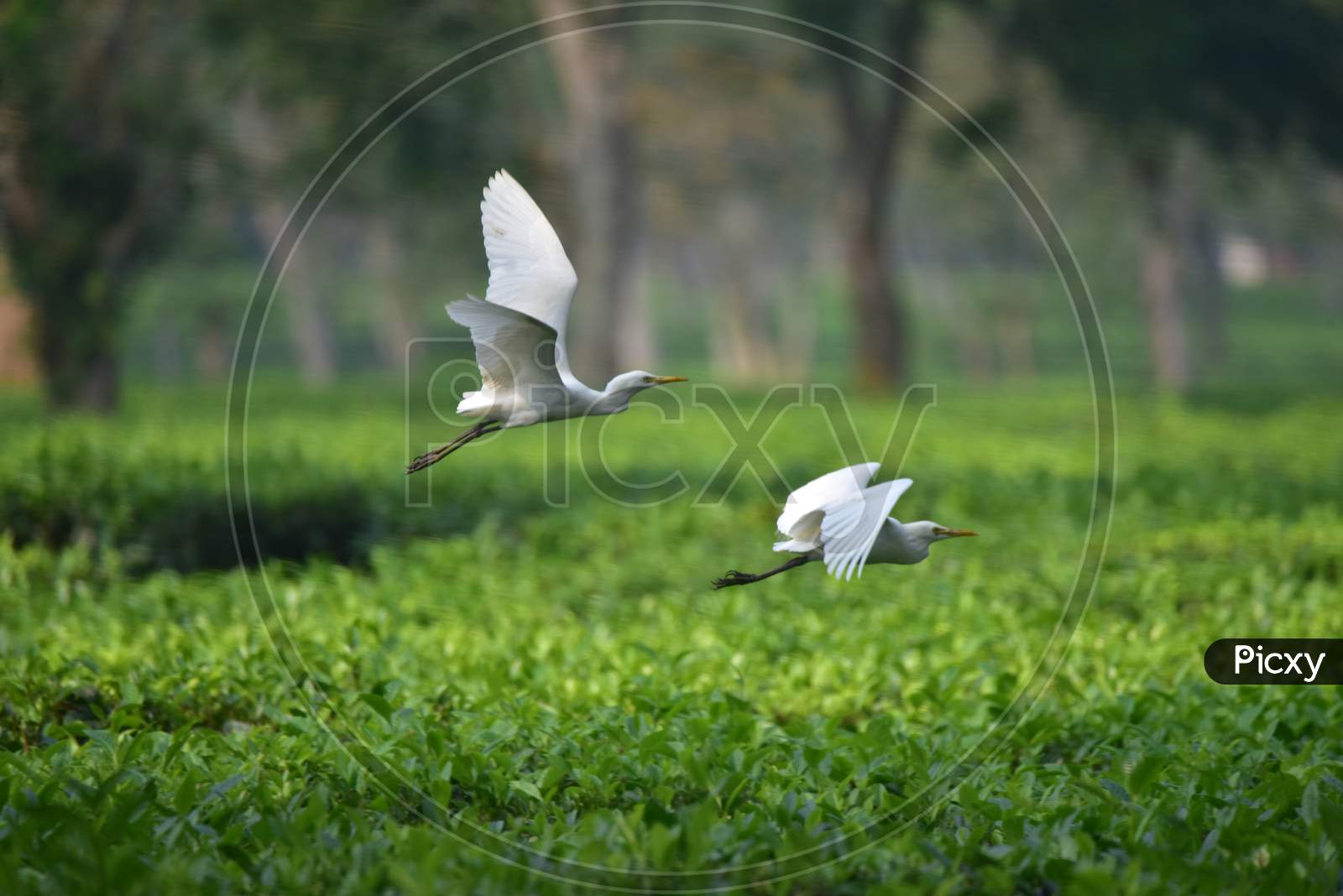 Egrets seen  flying  on a  tea garden   in  in Nagaon district, in the northeastern state of Assam on Nov 22,2020