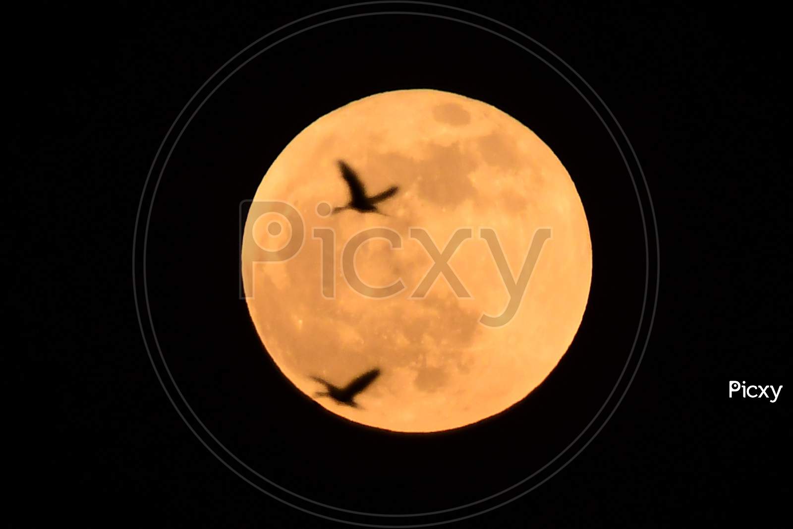 Bird passes near the Full Moon on the auspicious day of Kartik Purnima (full moon day)in Nagaon District of Assam on Nov 30,2020.