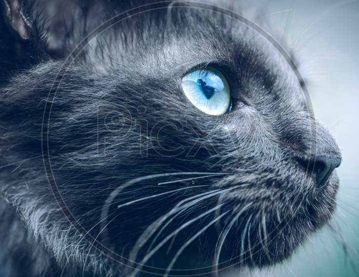Dark Ferocious Looking Face, Looking Up Cats Eye Macro Close Up Photograph, Blue Eyes Long Hair And Dark Black Skin.