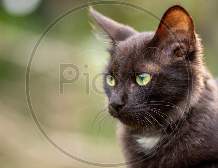 Dark Brown Very Serious Looking Young Kitty Cat, Domestic Animal, And A Helpful Cute Adorable Pet, Focusing Sharply On The Target, Wide-Open Pupils.