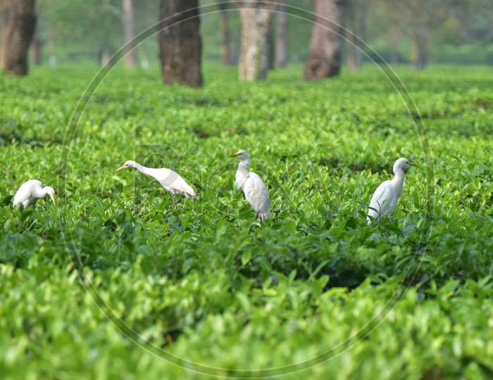 Egrets rests on  tea leaves at a tea garden  in  in Nagaon district, in the northeastern state of Assam on Nov 22,2020.