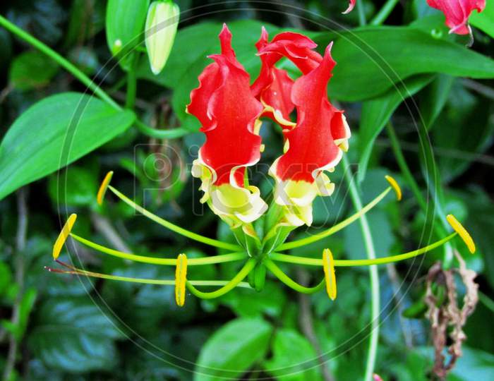 Red Flower with green leaf